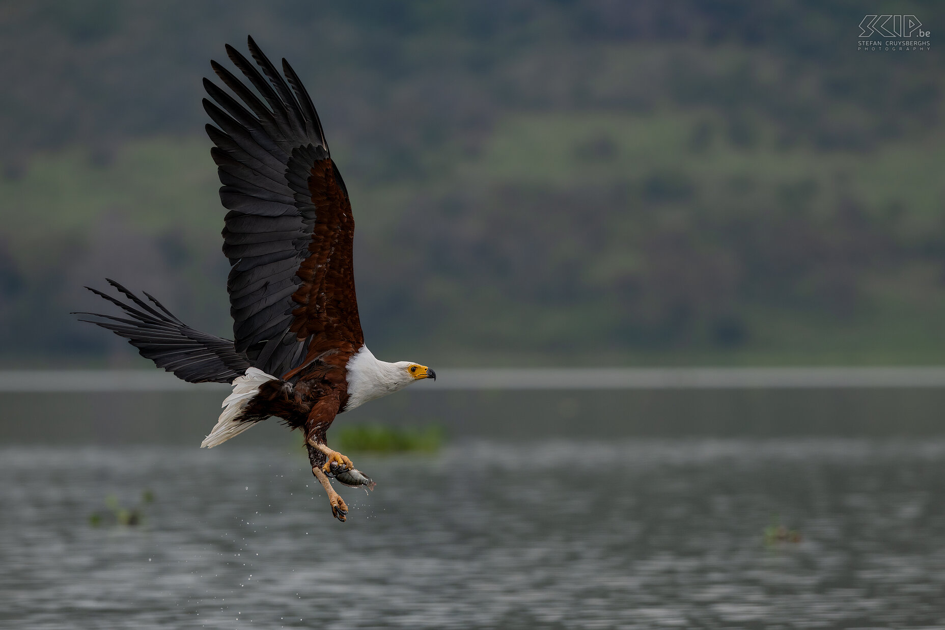 Lake Naivasha - African fish eagle Icthyophaga vocifer, in the past Haliaeetus vocifer Stefan Cruysberghs